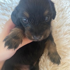 ミニチュアダックスと甲斐犬のミックス 【受付一時停止】
