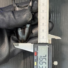 [国産オオクワガタNO:161]川西産76ミリペアーの画像