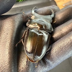 [国産オオクワガタNO:161]川西産76ミリペアーの画像