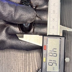 [国産オオクワガタNO:161]川西産76ミリペアーの画像