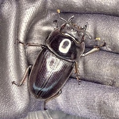[国産オオクワガタNO:161]川西産76ミリペアーの画像