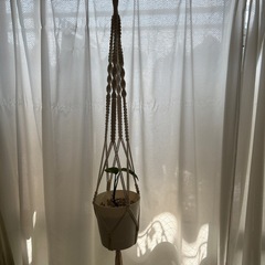 ポトスの画像