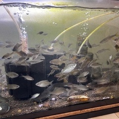 川魚　タナゴ各種の画像