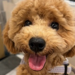 諸事情により飼えなくなってしまいました。大切に育ててやって…