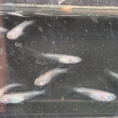 ★めだか〜紅ほっぺ　（白透明鱗めだか）稚魚15匹の画像