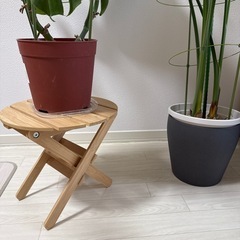 モンステラとオーガスタ(ストレリチア・ニコライ)IKEAの鉢カバーとプラントスタンドの画像