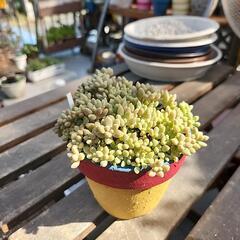多肉植物　姫秋麗の画像