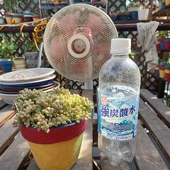 多肉植物　姫秋麗の画像