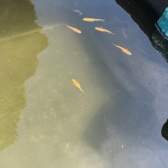 メダカ　　 の画像