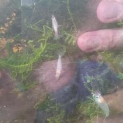 ３０匹９８０円◆えびシュリンプ海老アクアリウムめだかメダカの画像