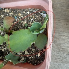 多肉植物　金のなる木の画像