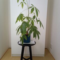 観葉植物元気な「パキラ」です。の画像