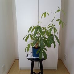 観葉植物元気な「パキラ」です。の画像