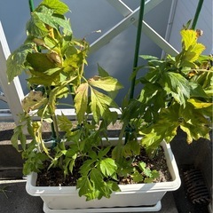 明日葉　アシタバ　栽培　４株の画像