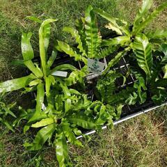 観葉植物　シダ植物　アスプレニウム　の画像