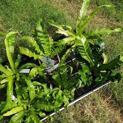 観葉植物　シダ植物　アスプレニウム　の画像