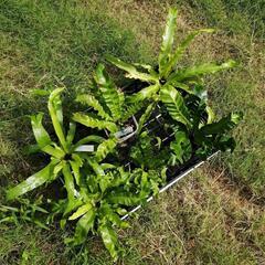 観葉植物　シダ植物　アスプレニウム　の画像