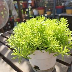 多肉植物　ゴールドビューティの画像