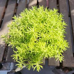 多肉植物　ゴールドビューティの画像
