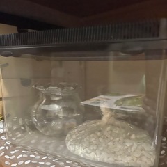 水槽　セット　メダカの画像