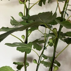 着果済みフランス原産イチジク大型鉢植えの画像