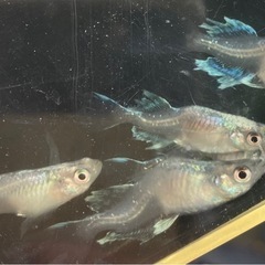 現物出品　MDS光の舞　1ペアの画像