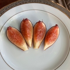 着果済みフランス原産イチジク大型鉢植えの画像