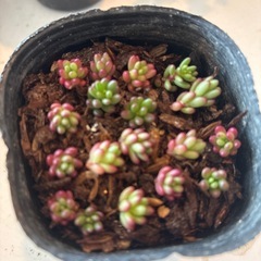 ☆多肉植物☆ポーチュラカピンキー☆子苗☆約15個☆の画像