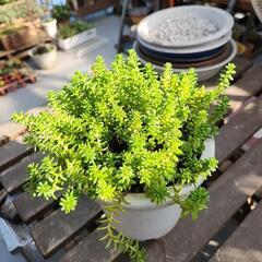 多肉植物　森村万年草の画像