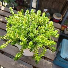多肉植物　森村万年草の画像