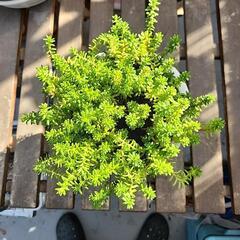 多肉植物　森村万年草の画像