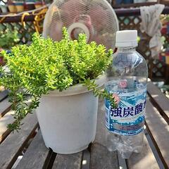 多肉植物　森村万年草の画像