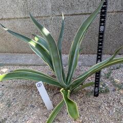 ベネズエラ☆アガベ②の画像