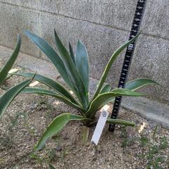 ベネズエラ☆アガベ③の画像