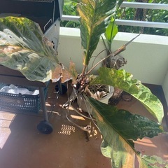 観葉植物の画像