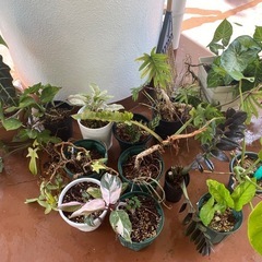観葉植物の画像