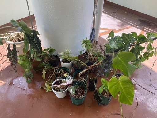 観葉植物