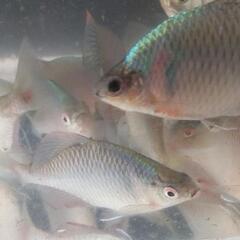 水中の宝石 大陸バラタナゴオスメス混合 まとめて、25匹の画像