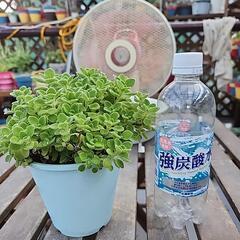 多肉植物　アロマティカス　２の画像