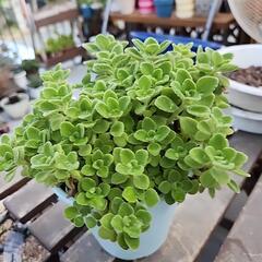 多肉植物　アロマティカス　２の画像