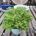 ランキングキーワードに紐づく投稿画像-多肉植物