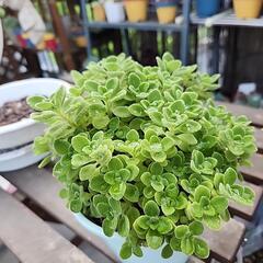 多肉植物　アロマティカス　２の画像