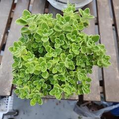 多肉植物　アロマティカス　２の画像