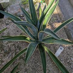 ベネズエラ☆アガベ④の画像