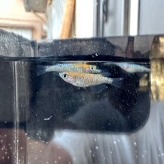 砂里三色の画像