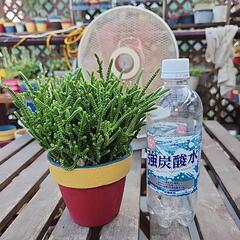 多肉植物　若緑の画像
