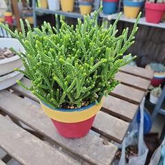 多肉植物　若緑の画像