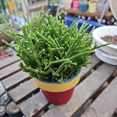 多肉植物　若緑の画像