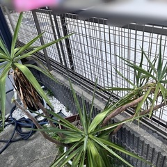 【青年の木】観葉植物の画像