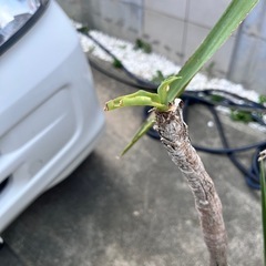 【青年の木】観葉植物の画像